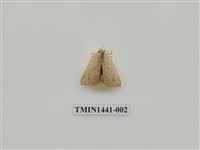 藏品(黃舟蛾)的圖片